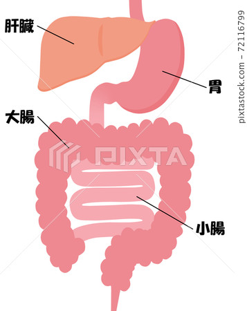 Internal organs Internal organs 72116799
