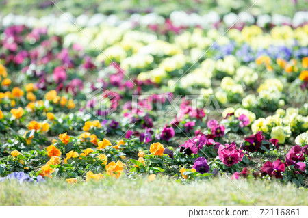 秋天花園 秋天花園 72116861