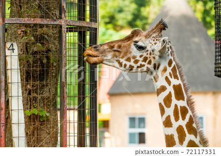 [Giraffe in Tama Zoological Park] 72117331