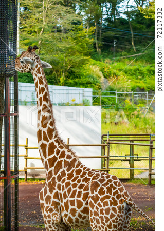 [Giraffe in Tama Zoological Park] 72117332