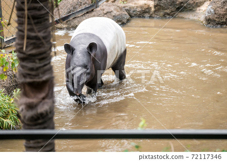 [Malayan tapir at Tama Zoological Park] 72117346