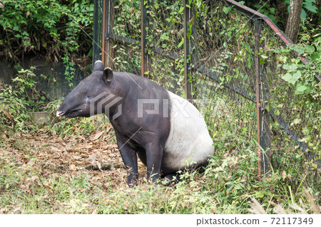 [Malayan tapir at Tama Zoological Park] 72117349