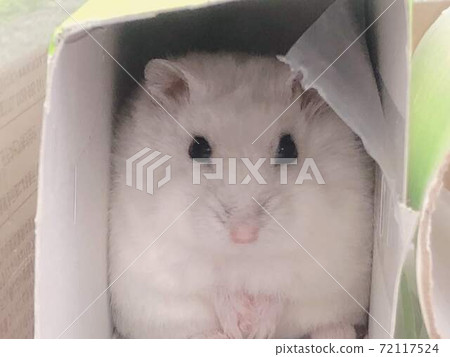 Mottie-chan Mottie-chan 72117524