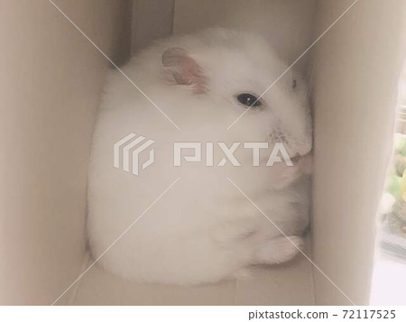 Mottie-chan Mottie-chan 72117525