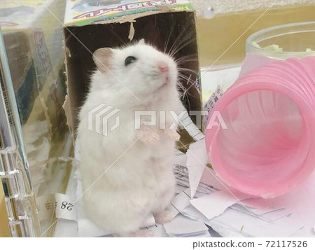 Mottie-chan Mottie-chan 72117526