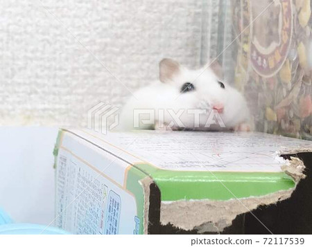 Mottie Chan Stock Photo