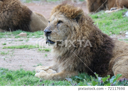 Profile Of The Lion King Of Beasts Stock Photo