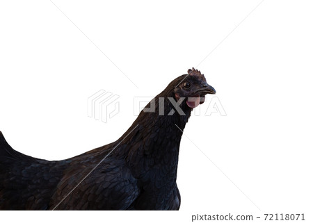 Black laying hen with dark comb isolated on white background Black laying hen with dark comb isolated on white background 72118071