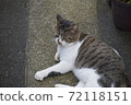 A cat standing thinking about something 72118151