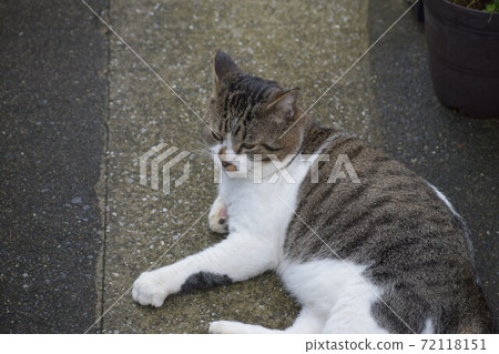 A cat standing thinking about something A cat standing thinking about something 72118151