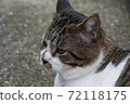 A dignified cat 72118175