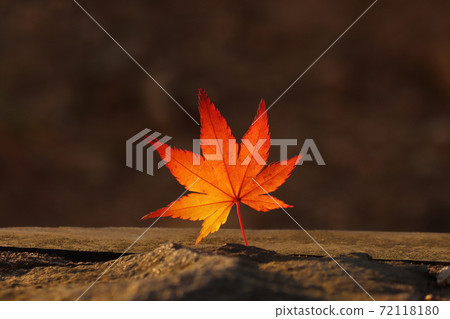 A single red maple leaf under the autumn sunlight 72118180
