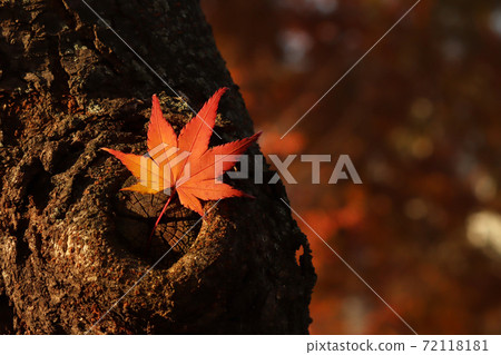 秋天陽光下的一片紅楓葉 72118181