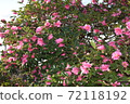 Sasanqua in full bloom 72118192