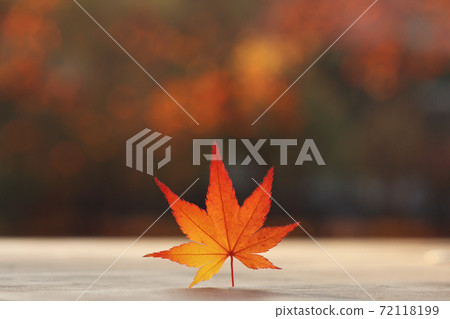 秋天陽光下的一片楓葉 秋天陽光下的一片楓葉 72118199
