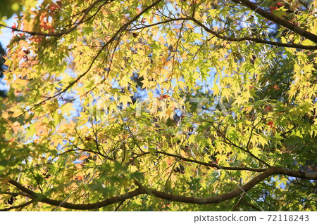 Colored maple leaves Colored maple leaves 72118243