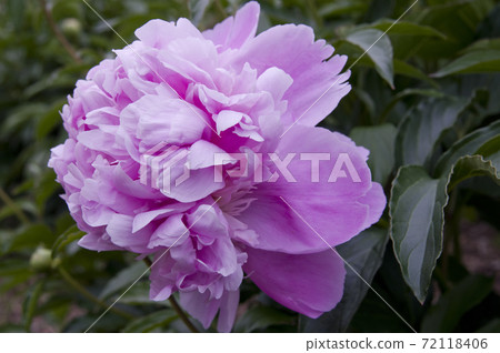 Purple peonies are in bloom in the peony garden. The name of this peony is Sarah Bernhardt. Purple peonies are in bloom in the peony garden. The name of this peony is Sarah Bernhardt. 72118406