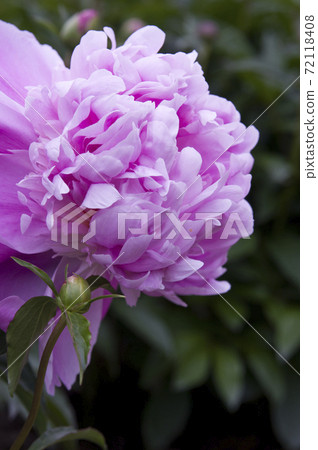 Purple peonies are in bloom in the peony garden. The name of this peony is Sarah Bernhardt. Purple peonies are in bloom in the peony garden. The name of this peony is Sarah Bernhardt. 72118408