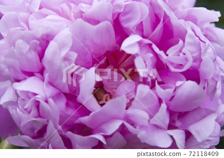 Purple peonies are in bloom in the peony garden. The name of this peony is Sarah Bernhardt. Purple peonies are in bloom in the peony garden. The name of this peony is Sarah Bernhardt. 72118409