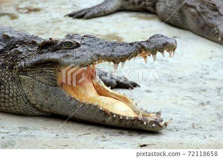 The head of a crocodile with its mouth wide open, blood on its teeth The head of a crocodile with its mouth wide open, blood on its teeth 72118658