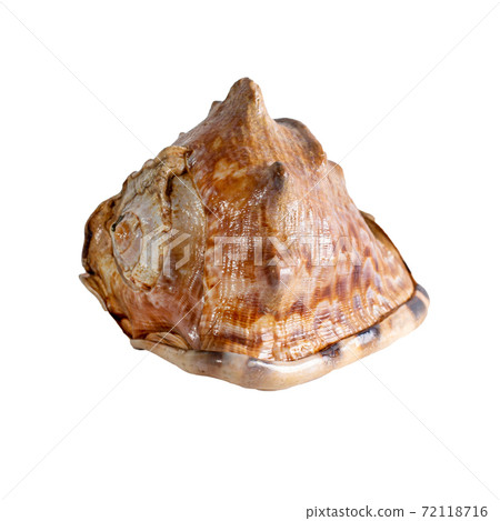 Sea shell isolated on a white background. Beautiful seashell 72118716