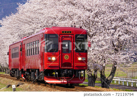 While issue and row of cherry blossom trees While issue and row of cherry blossom trees 72119794