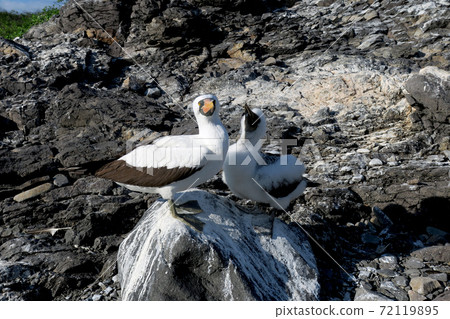 Nazca boobies 72119895