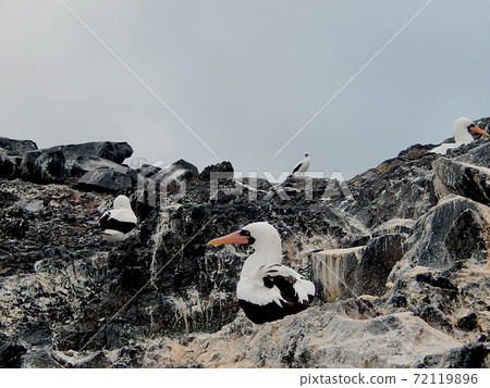 Nazca boobies 72119896