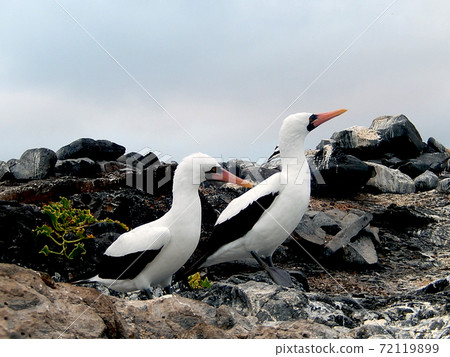 Nazca boobies 72119899