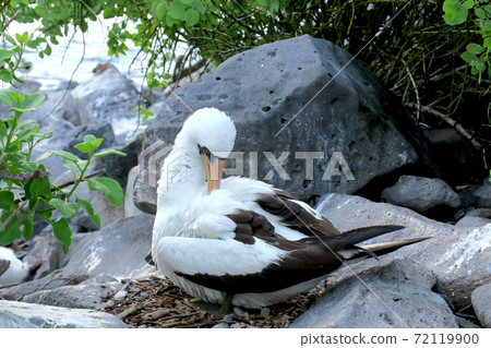 Nazca boobies 72119900
