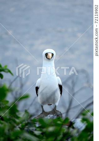 Nazca boobies 72119902