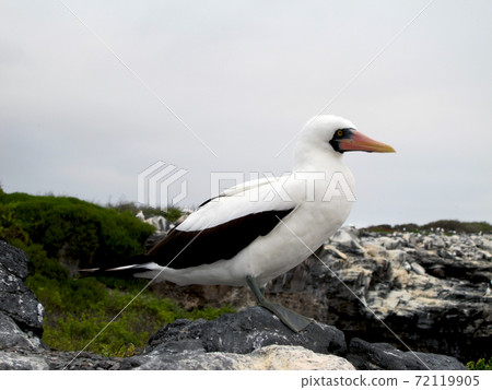 Nazca boobies 72119905