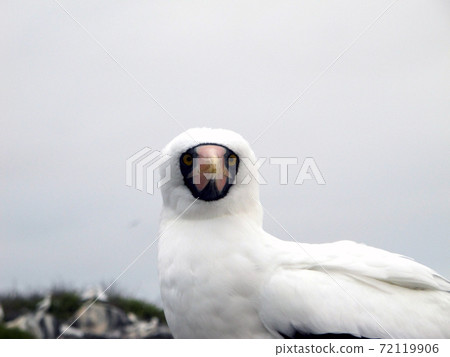 Nazca boobies Nazca boobies 72119906