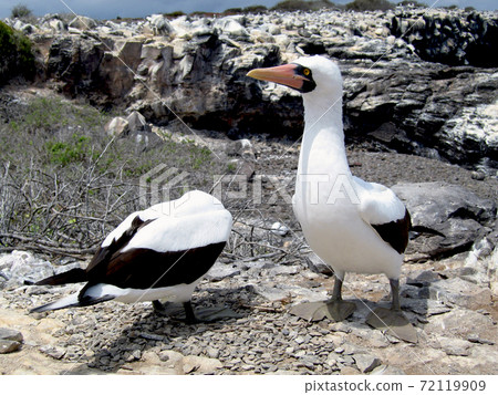 Nazca boobies Nazca boobies 72119909