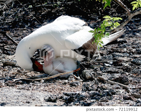 納斯卡鰹鳥 納斯卡鰹鳥 72119912
