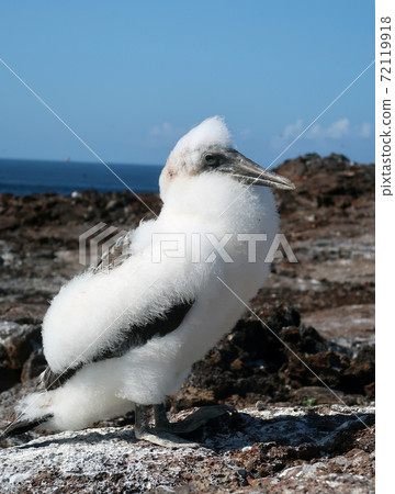 Nazca boobies 72119918