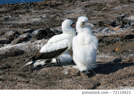 Nazca boobies Nazca boobies 72119923