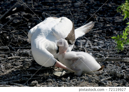 Nazca boobies 72119927