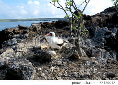 Nazca boobies 72120012