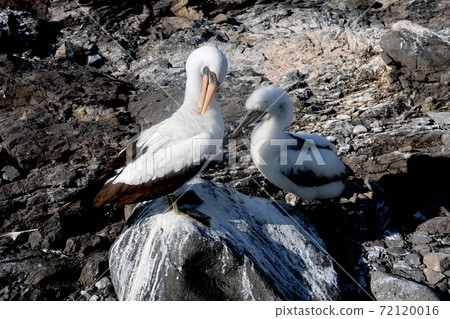 Nazca boobies Nazca boobies 72120016
