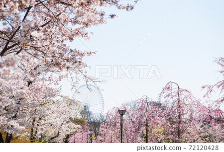 Spring Expo Memorial Park 72120428