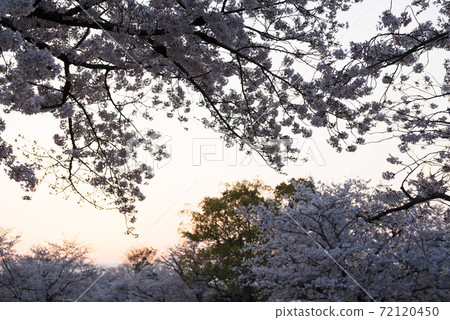 Spring Expo Memorial Park 72120450