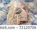 Kawaka Frog Kajika Frog Clear Stream Diva 72120706