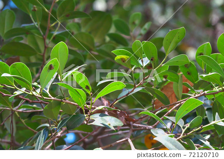Distylium racemosum leaves with "galls" Distylium racemosum leaves with "galls" 72120710