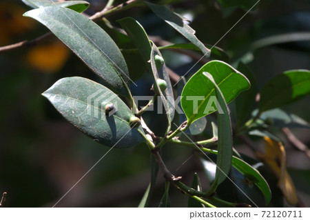 Distylium racemosum leaves with "galls" Distylium racemosum leaves with "galls" 72120711