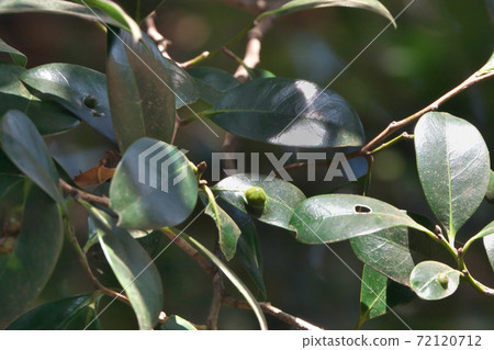 Distylium racemosum leaves and galls 72120712