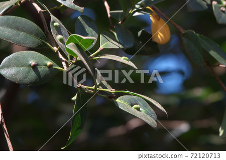 Distylium racemosum leaves with "galls" Distylium racemosum leaves with "galls" 72120713