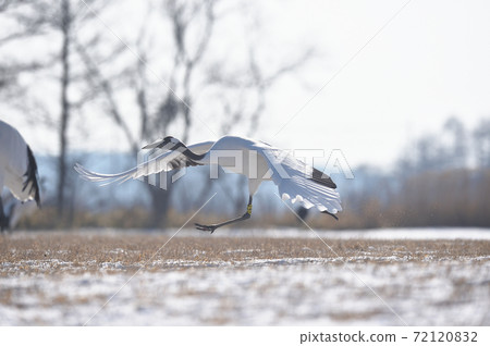 譚蝶（北海道·Tsurui） 72120832