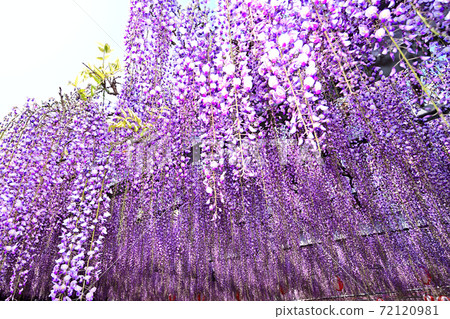Yanagawa City, wisteria flowers in full bloom Yanagawa City, wisteria flowers in full bloom 72120981