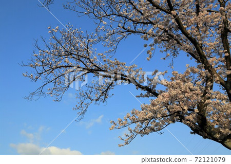 Spring overnight castle, 69 (Sumiiso, Ogaki City, Gifu Prefecture) 72121079